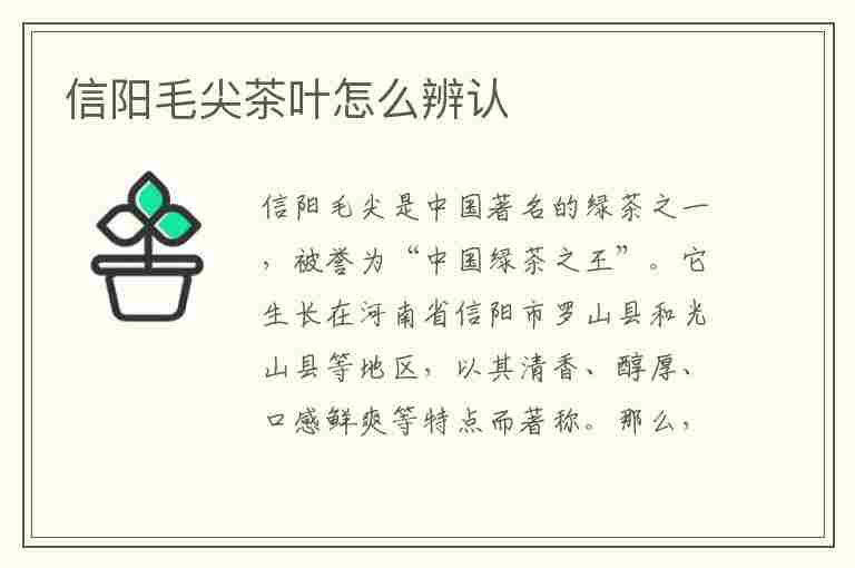 信阳毛尖茶叶怎么辨认(信阳毛尖茶叶好坏怎么辨别)